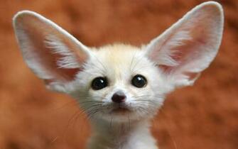 Fennec Fox HD Wallpaper Background Image