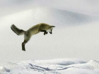 Snow Fox Playing With Rat