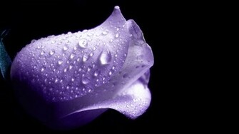 Purple Rose Wallpaper Colors