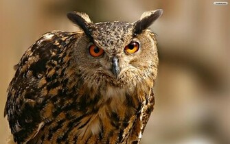 Owl Wallpaper