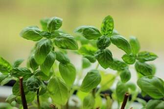 Shallow Focus Photo Of Green Leaves Plant Basil HD Wallpaper