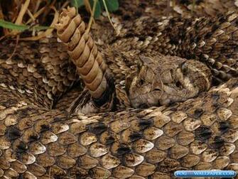 Rattle Snakes Photos Fog HD Wallpaper