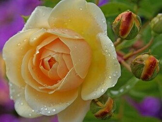 Flowers For Flower Lovers Beautiful Rose Wallpaper