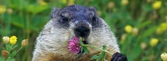 Happy Groundhog Day Wallpaper HD
