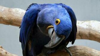 Animal Hyacinth Macaw Wallpaper