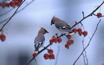 Bird Branch Close Up Birds Branches Berries Wallpaper