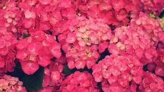 Hydrangea Wallpaper