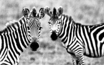 Zebra Wallpaper Cool Animals Walldiskpaper