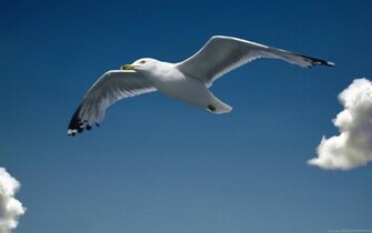 Seagull Wallpaper