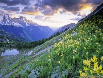Glacier Lilies British Columbia Spring In Canada Wallpaper