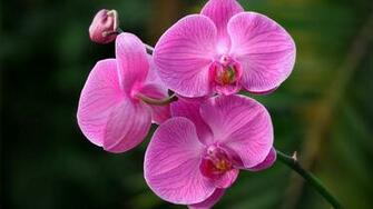 Pink Orchid Wallpaper