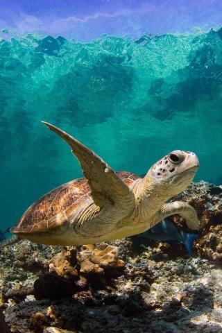 Honu Green Sea Turtle Hawaii Nei Background