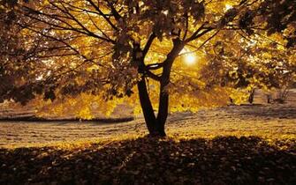 Oak Trees Px HDwallsource