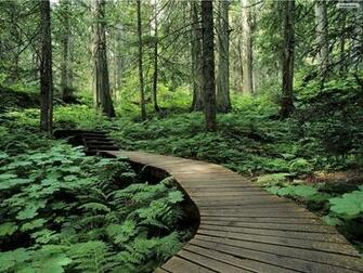 Weekly Wallpaper Take Your Desktop For A Walk Through The Forest