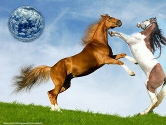 Horsefight1 Horses Wallpaper