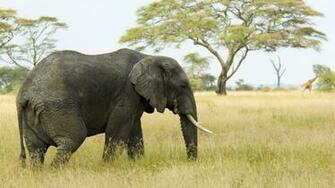 Elephant Wallpaper HD