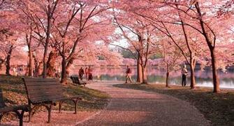 Cherry Blossoms And Monuments In D C