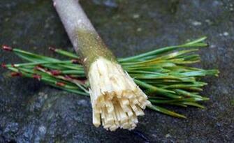 Learn Make A Toothbrush If You Are Caught In Bad Situation