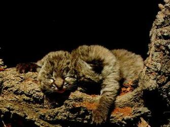 Best Animal Bobcat Wallpaper Wallpaperlikjen Create