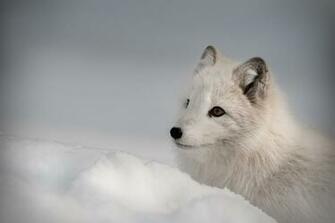 Arctic Fox Foxes Wallpaper