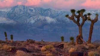 Joshua Tree Wallpaper