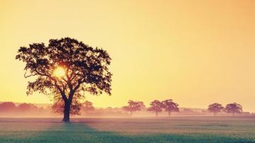 Tree Silhouette Sunrise Wallpaper Imam Azhar Subedar