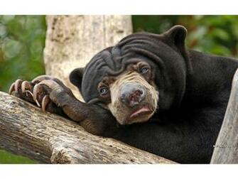 Black Bear Wallpaper High Definition