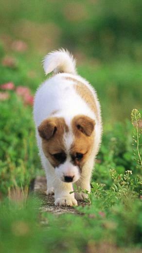 Gratis Puppy Live Wallpaper