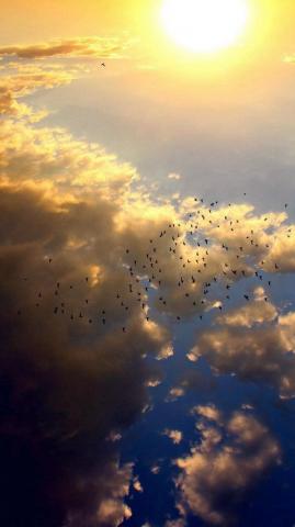 Sky Bird Fly Summer Sun Nature iPhone Plus Wallpaper