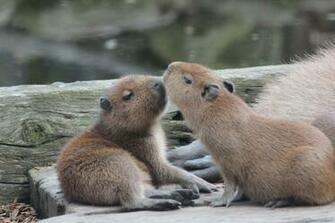 Capybara Wallpaper 5x93j23 4usky