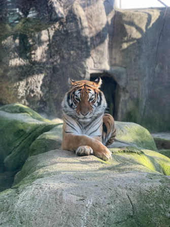 Tiger iPhone Wallpaper