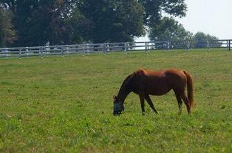 Explore Horse Country With A Scenic Drive Through The Bluegrass After