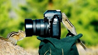 Chipmunks Funny HD Wallpaper In For Your
