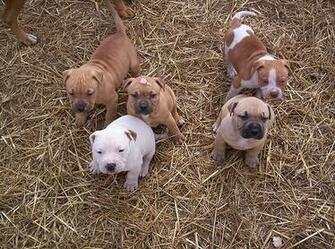 Pitbull Terrier Wallpaper Baby Pitbulls