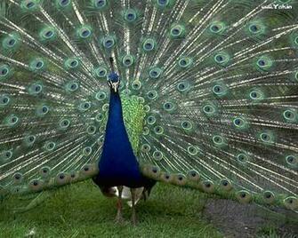 Birds Blue Peacock Wallpaper Yah In