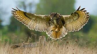 Owl Computer Wallpaper Desktop Background Id