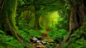 Rainforest Path Bmwrzefqhp77b88y Wallpaper