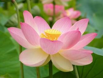 Pink Lotus Flower Wallpaper Splendid HD
