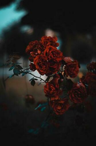 Malkhut Pyros On F L E U R With Image Flower iPhone