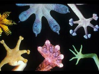 Leopard Gecko Wallpaper