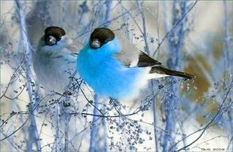 Winter Birds Wallpaper