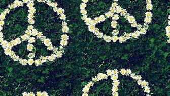 Daisies Pictures Background Daisy