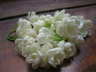 Jasmine Flower HD Wallpaper Daily Pics Update