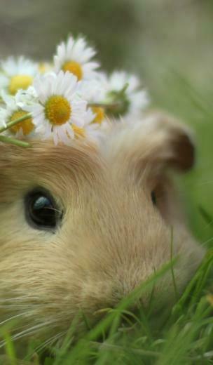 Select Set As Desktop Background Wallpaper Animals Rodents