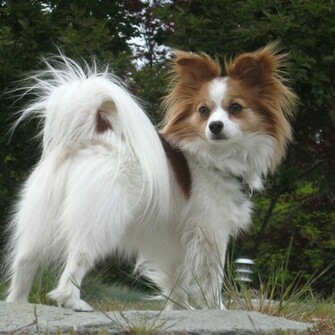 Papillon Cool Wallpaper Animal Planet HD