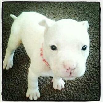 White Baby Pitbull Adorable Animals