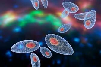 Conference British Society For Parasitology Autumn