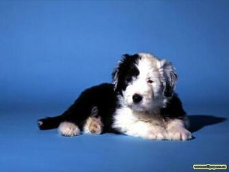 Black And White Dog Wallpaper Jpg