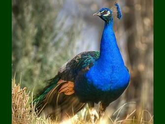 Peacock HD Wallpaper Pictures Image Background Photos
