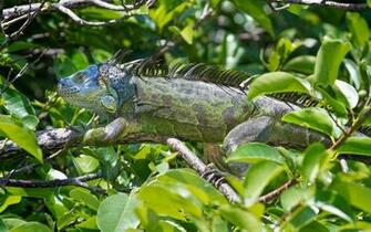 Iguana Wallpaper HD